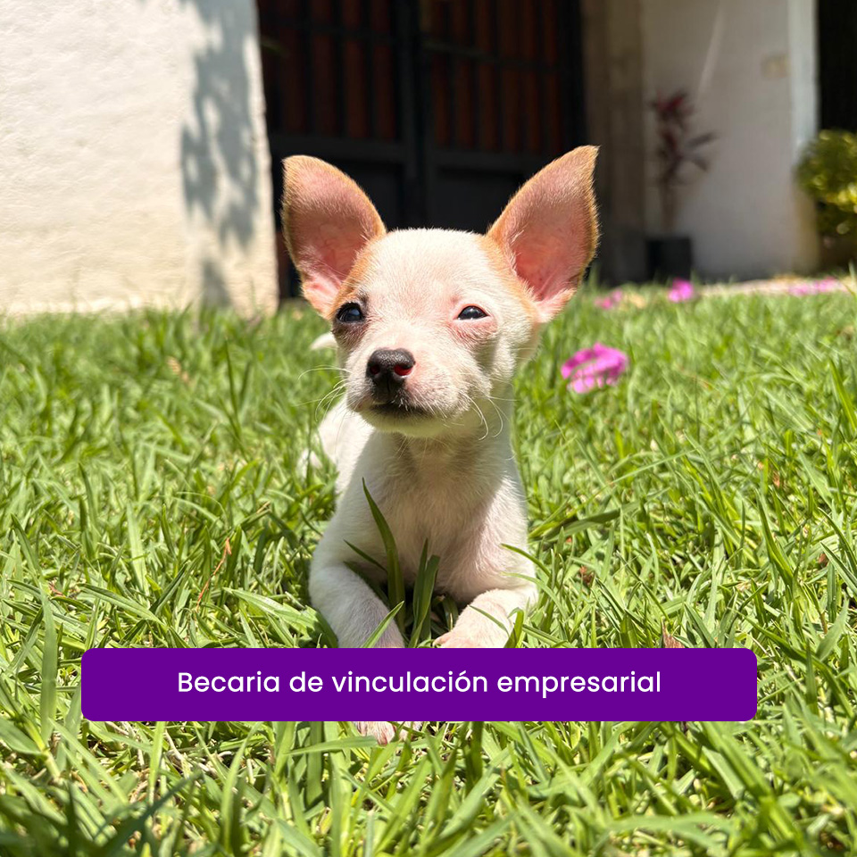 Becaria de vinculación empresarial